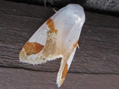 Sphragifera biplagiata