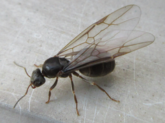 Lasius japonicus