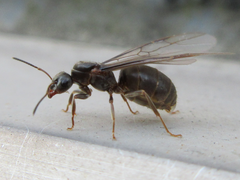 Lasius japonicus