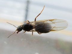 Lasius japonicus