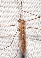 Dicranota