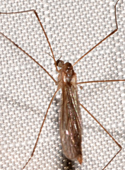 Dicranota