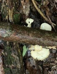 Bresadolia craterella