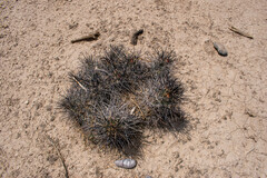 Coryphantha macromeris