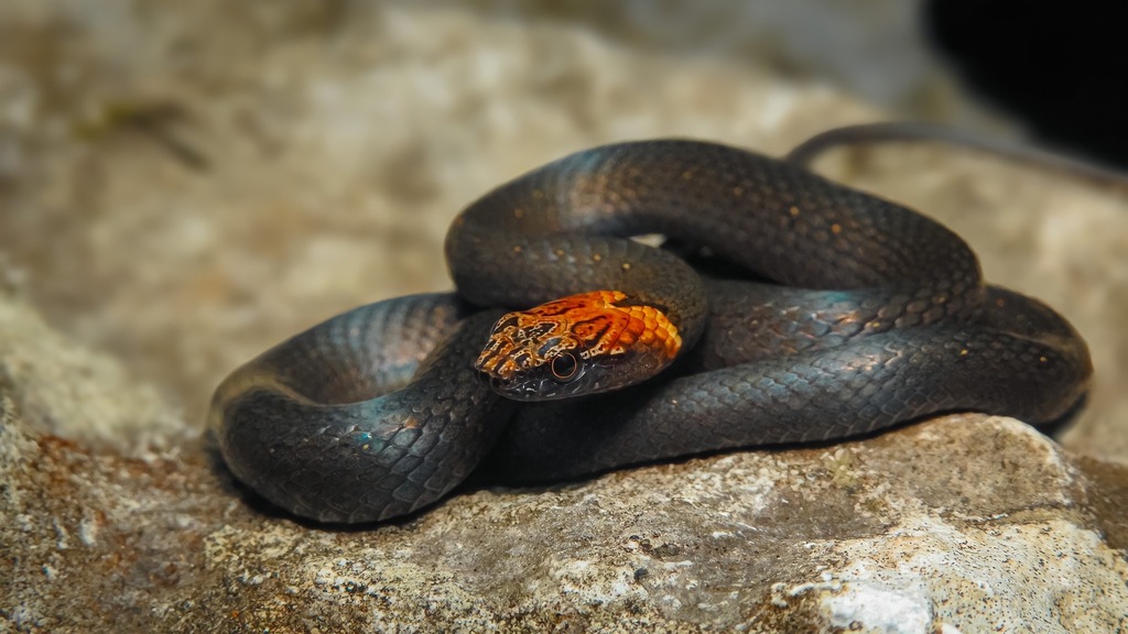Northern Rusty-Headed Snake