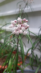 Asclepias mexicana