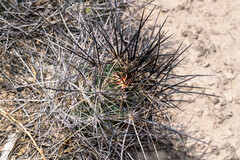 Coryphantha macromeris