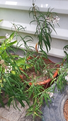 Asclepias mexicana