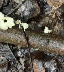 Bresadolia craterella