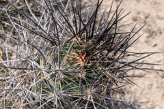 Coryphantha macromeris