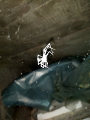 Engyodontium aranearum