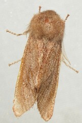 Psaphida styracis