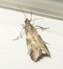 Acrobasis amplexella