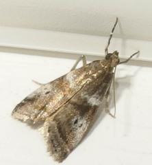 Acrobasis amplexella