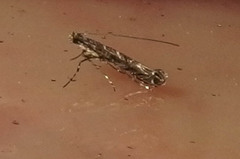 Neurobathra strigifinitella