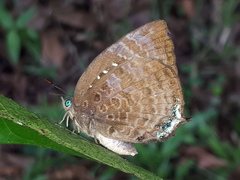 Arhopala centaurus nakula