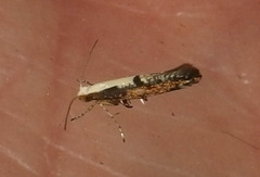 Argyresthia conjugella