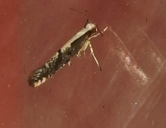 Argyresthia conjugella