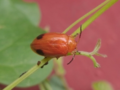 Oides palleata