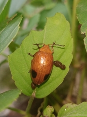 Oides palleata