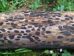 Biscogniauxia bartholomaei