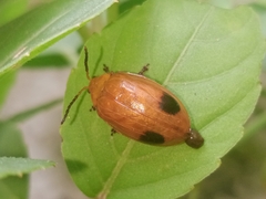 Oides palleata