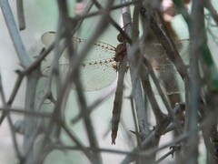 Neurocordulia molesta