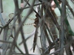 Neurocordulia molesta