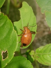 Oides palleata