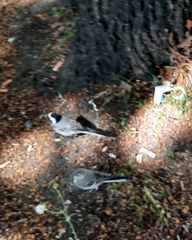 Motacilla alba