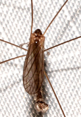 Dicranota