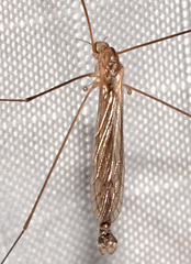 Dicranota