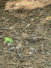 Plestiodon inexpectatus