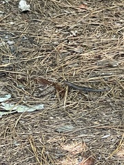 Plestiodon inexpectatus