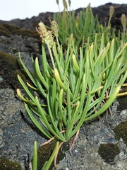Plantago maritima juncoides