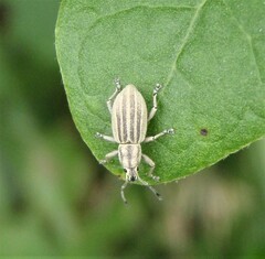 Aphrastus taeniatus