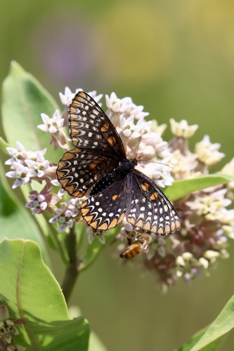 Euphydryas phaeton