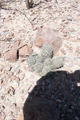 Echinomastus durangensis