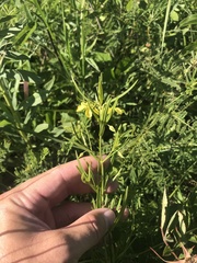 Lysimachia quadriflora
