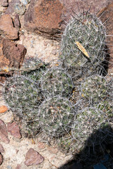 Echinomastus durangensis