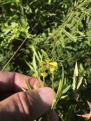 Lysimachia quadriflora