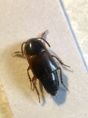 Tachinus proximus