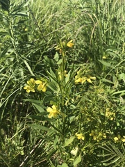Lysimachia quadriflora