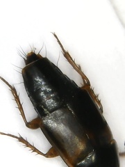 Tachinus proximus
