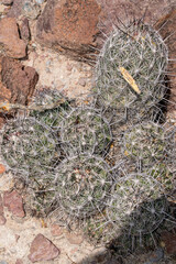 Echinomastus durangensis