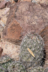 Echinomastus durangensis