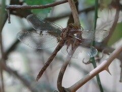 Neurocordulia molesta