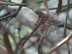 Neurocordulia molesta