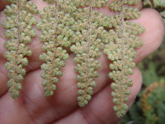 Myriopteris lendigera