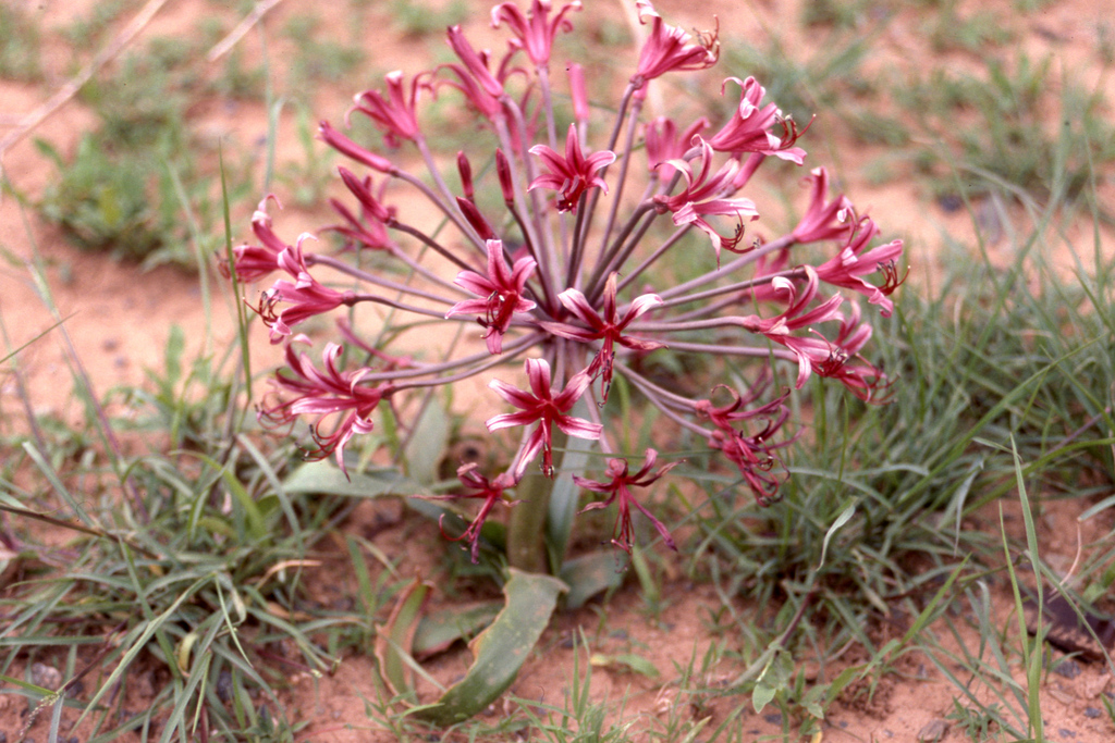 Nerine huttoniae from Mount Zebra National Park, South Africa on ...